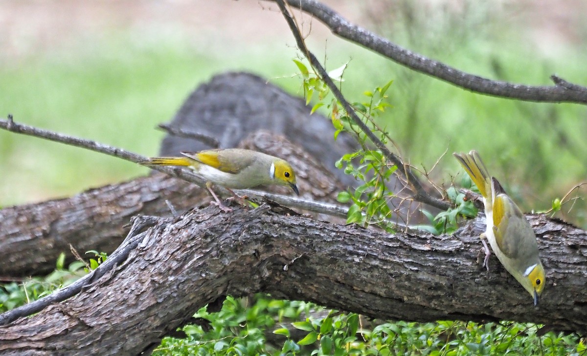 Mielero Empenachado - ML644681270