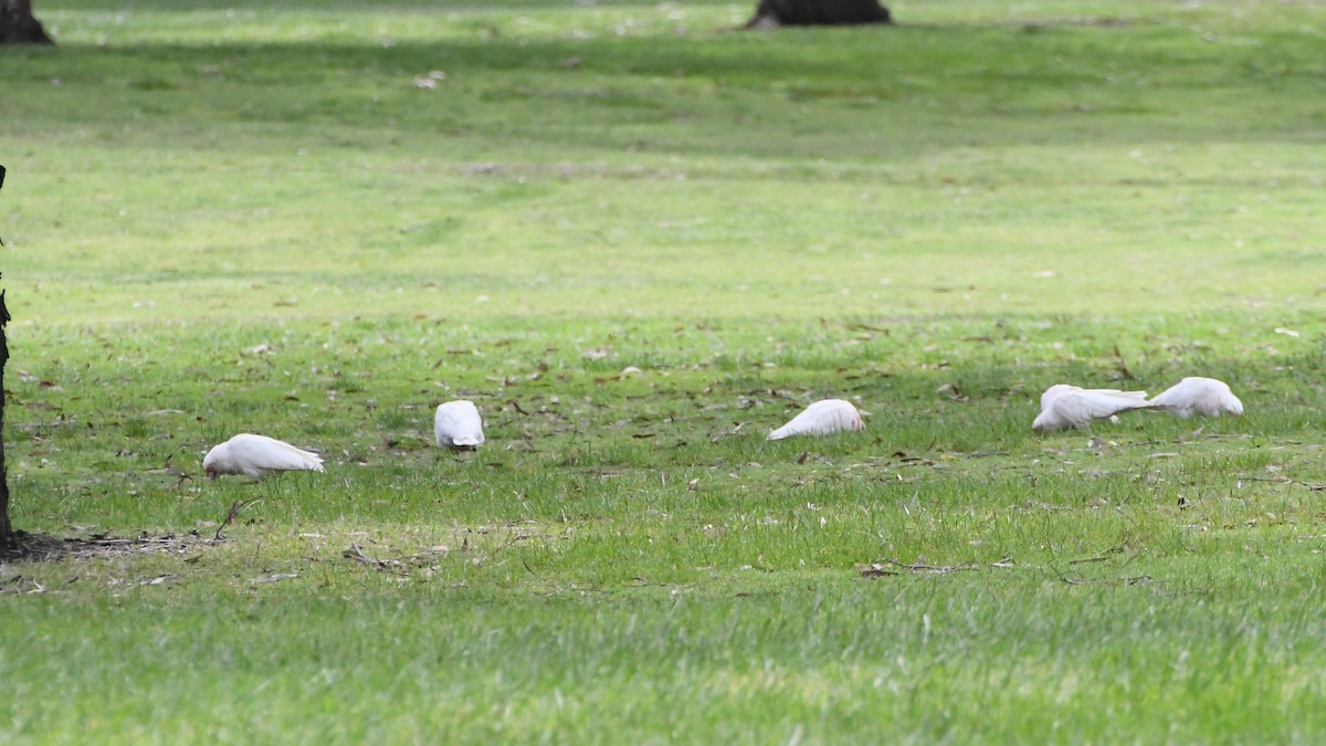 Cacatúa Picofina - ML644681272