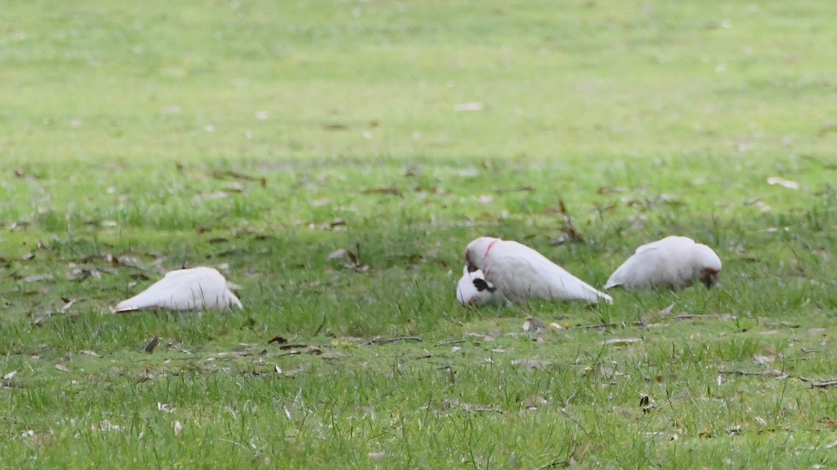 Cacatúa Picofina - ML644681274