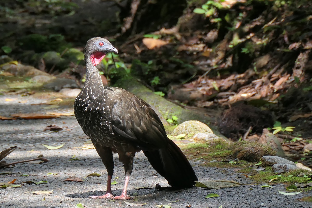 Crested Guan - ML644681275