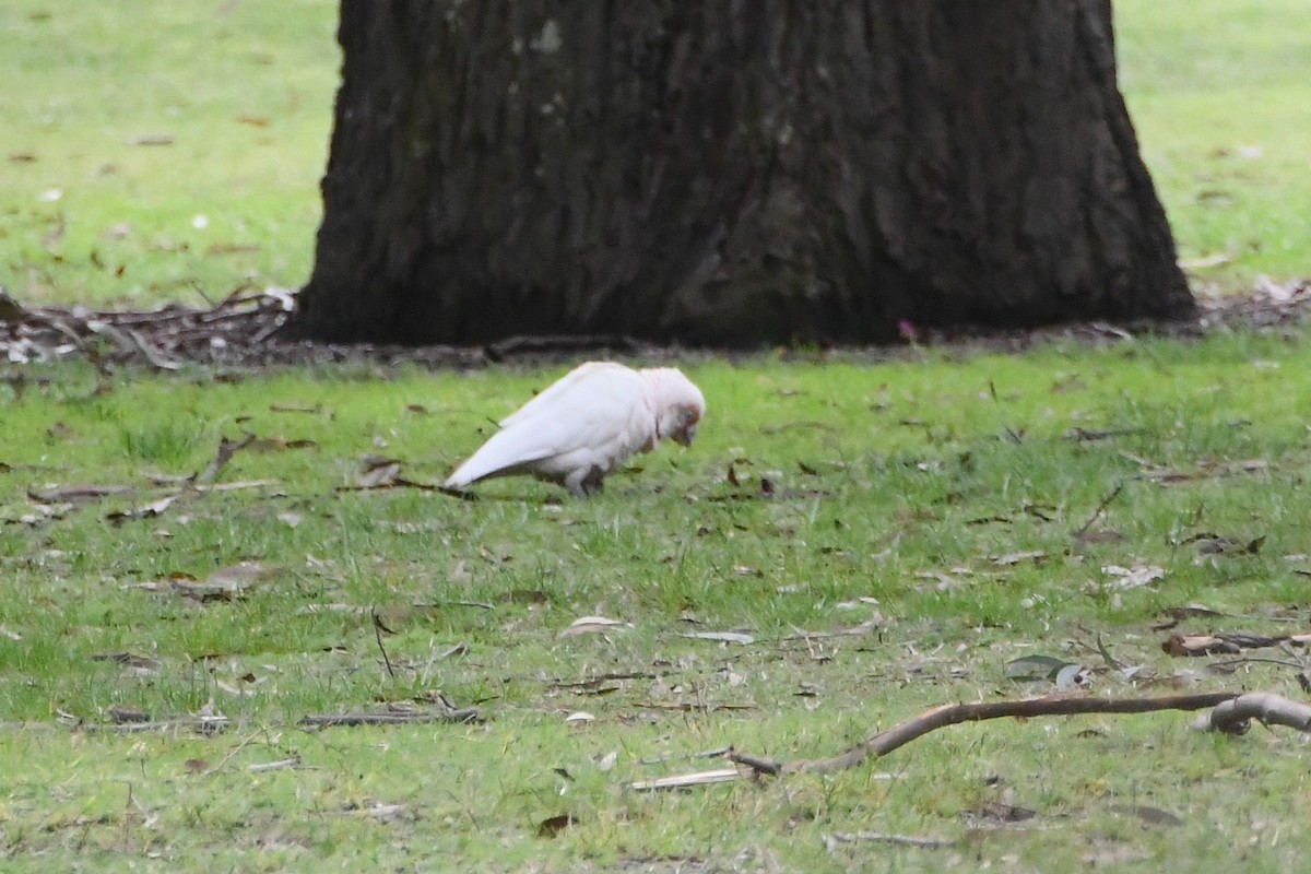 Cacatúa Picofina - ML644681277