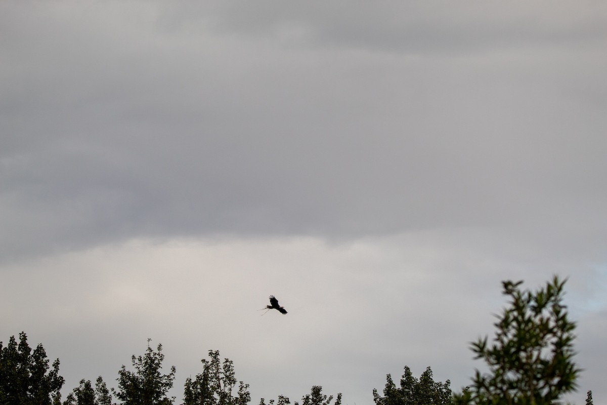 Bald Eagle - ML644681278