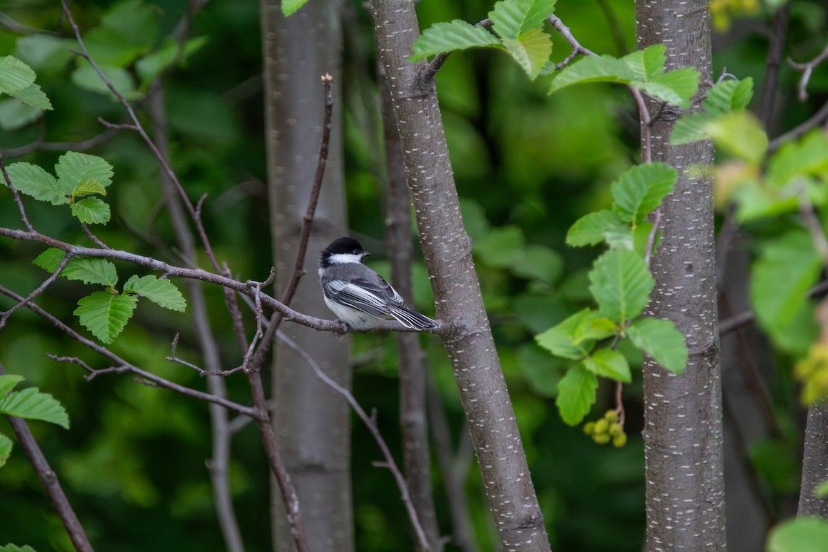 Black-capped Chickadee - ML644681280