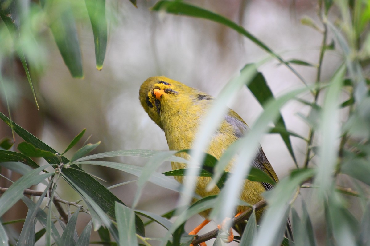 Mielero Cejinegro - ML644681281