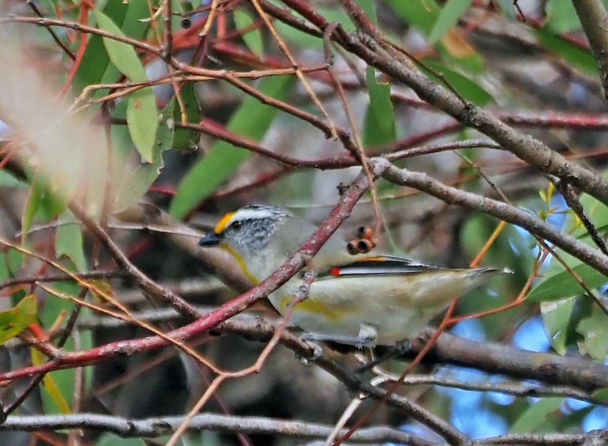 Pardalote Estriado - ML644681282