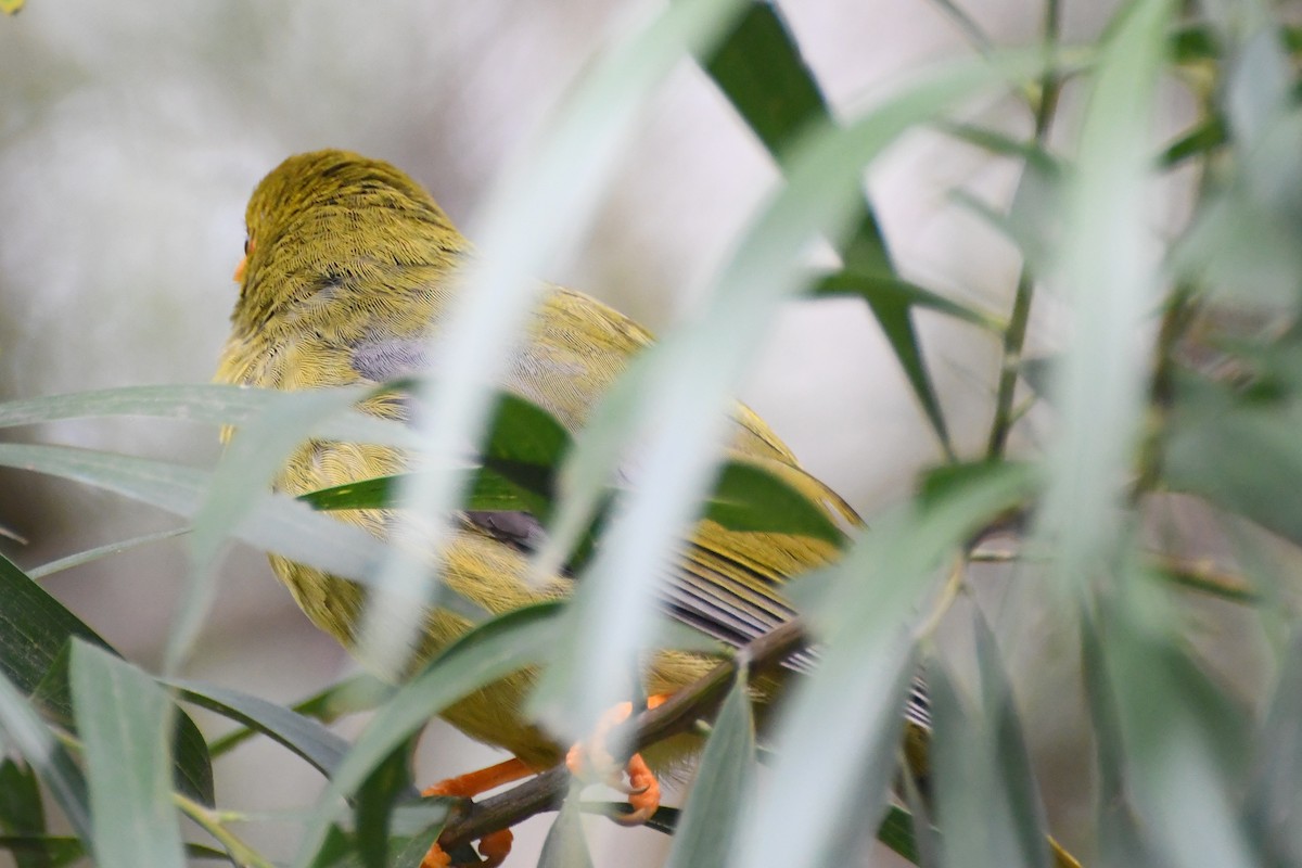 Mielero Cejinegro - ML644681285