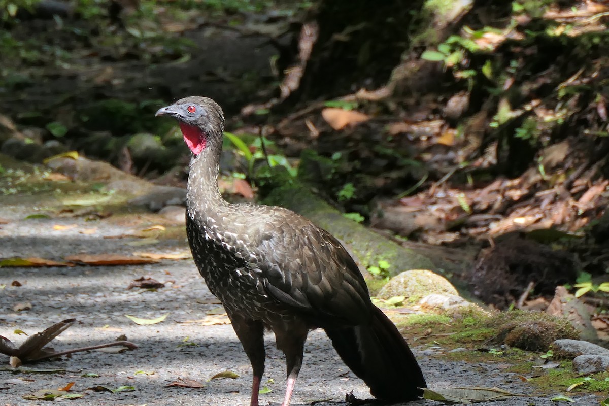 Crested Guan - ML644681287
