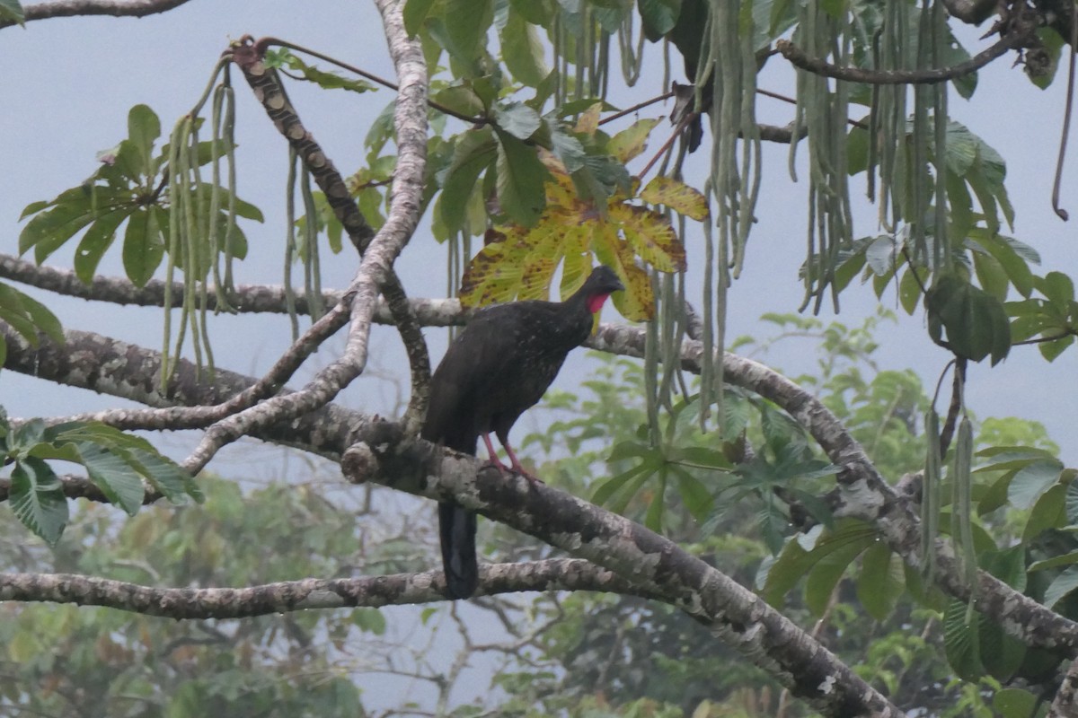 Crested Guan - ML644681290