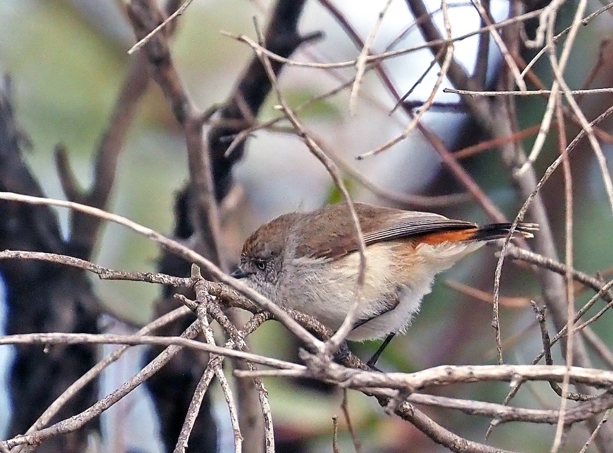 Acantiza Culirroja - ML644681291