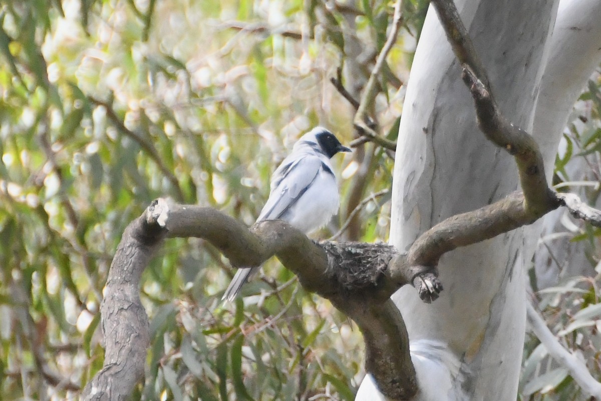 Oruguero Carinegro - ML644681293