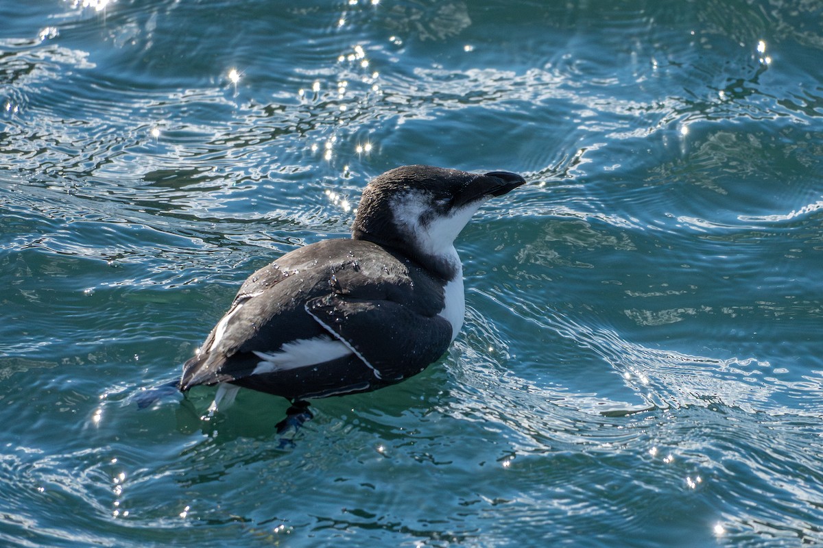 Razorbill - ML644681298