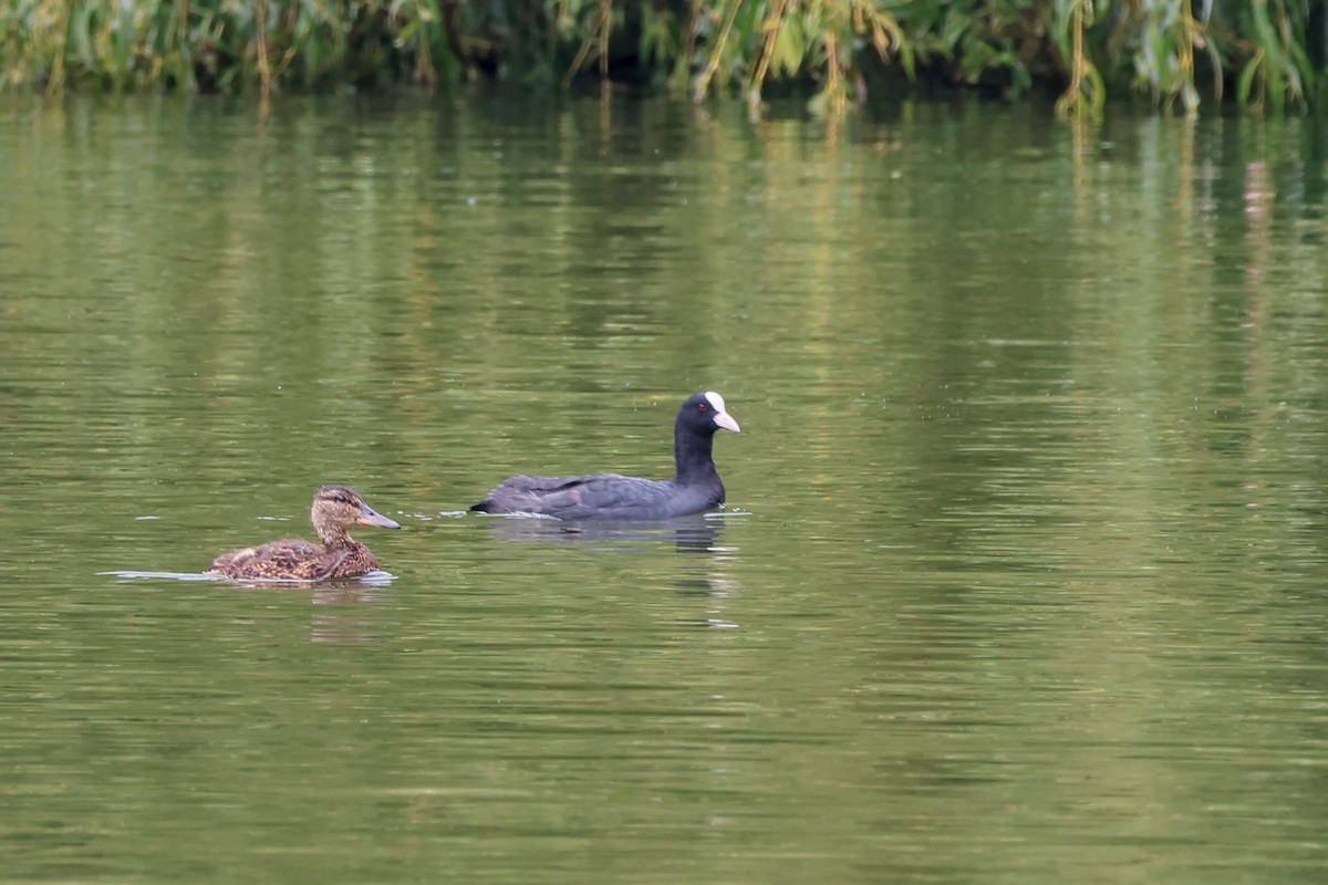 Foulque macroule - ML644681299