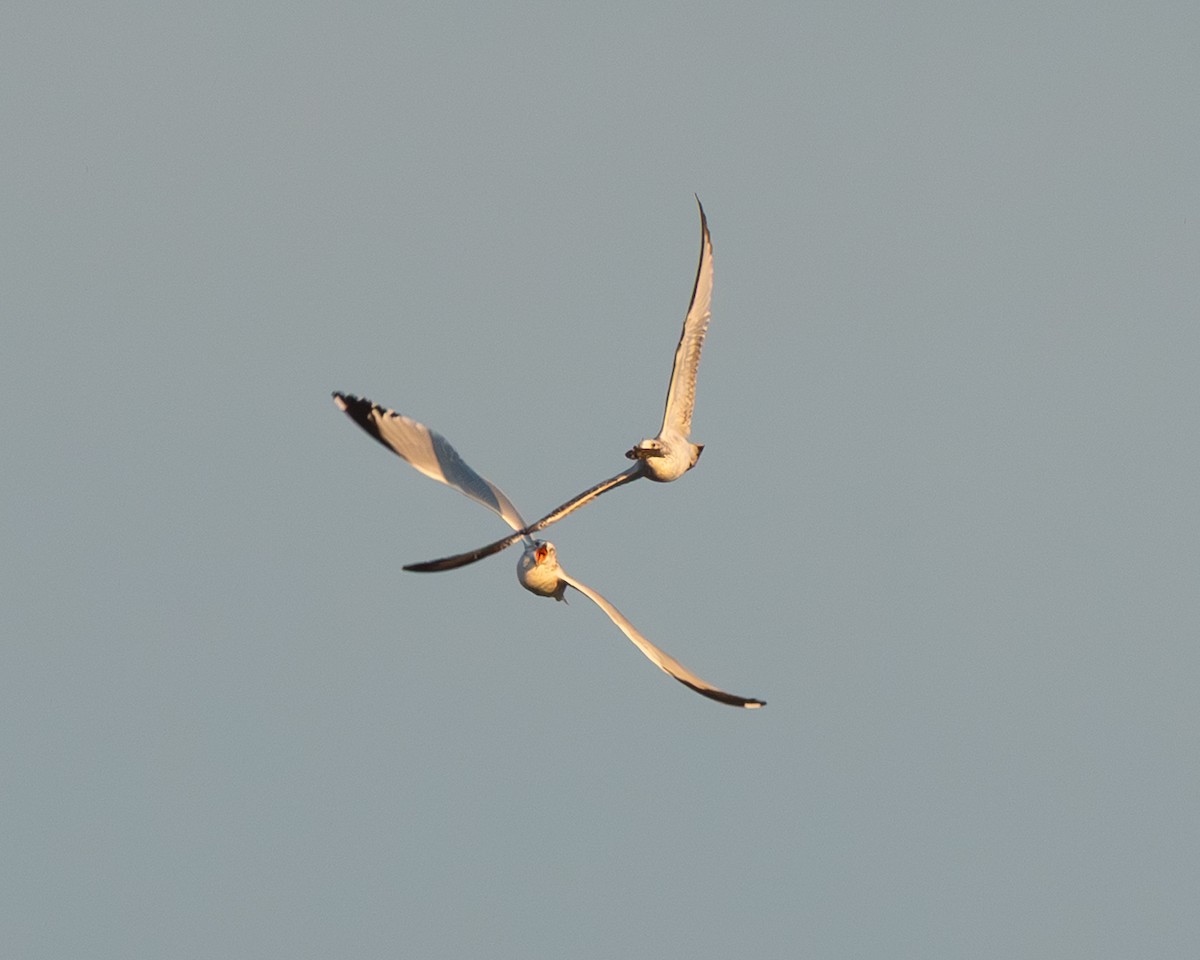 racek kroužkozobý - ML644681300