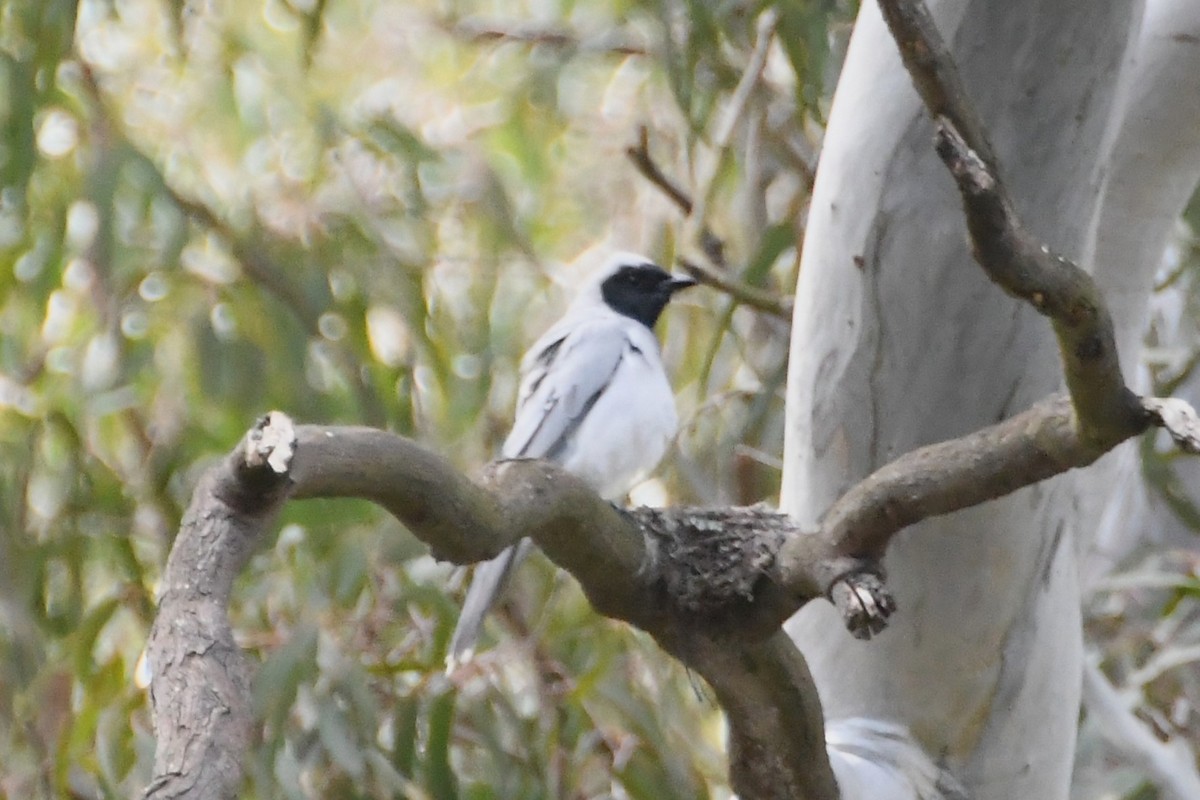 Oruguero Carinegro - ML644681302