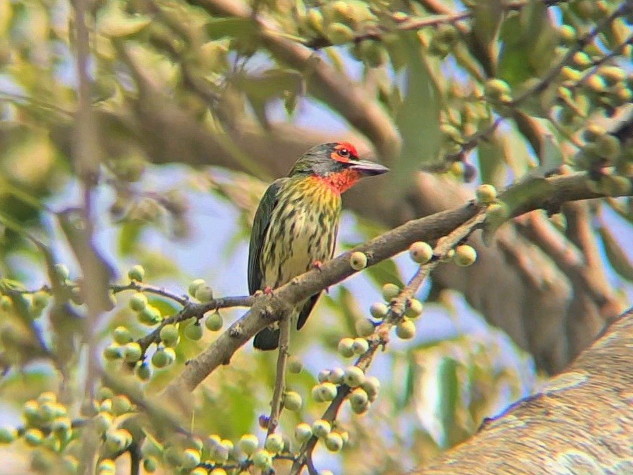 Coppersmith Barbet - ML644681303