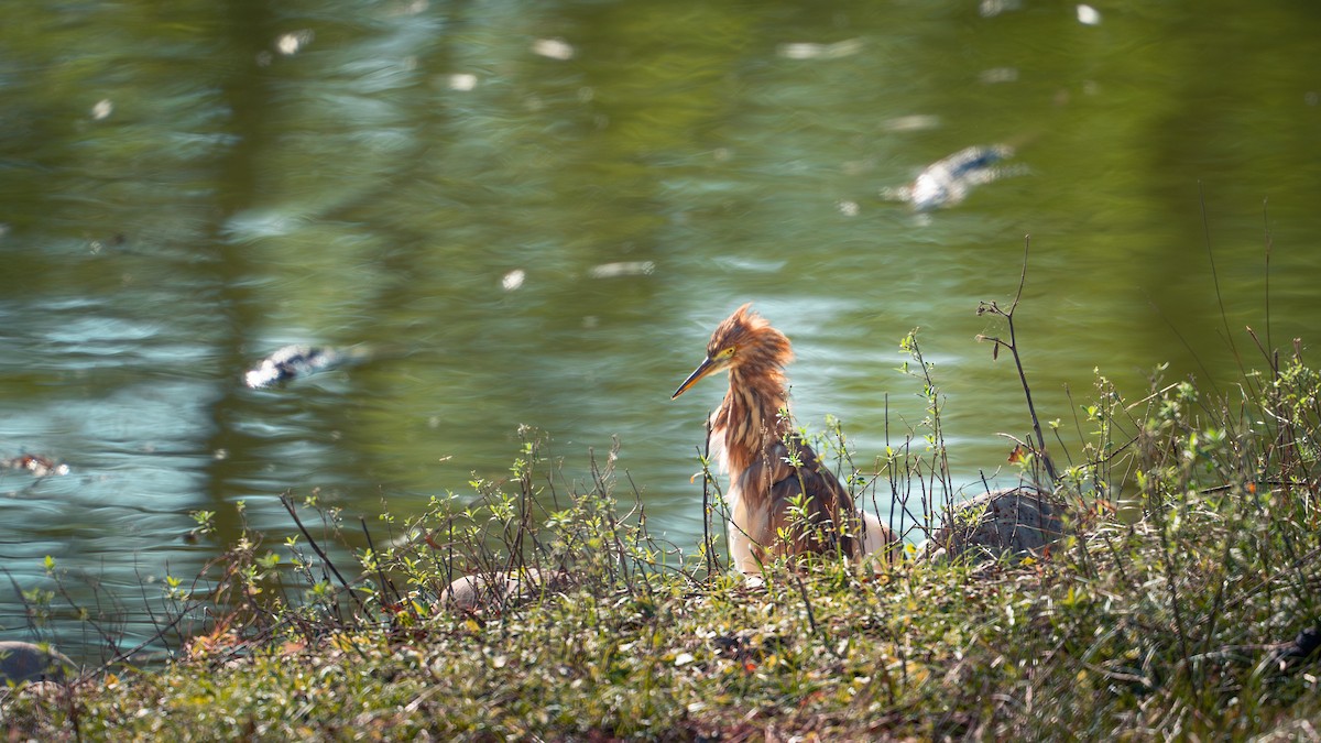 Chinese Pond-Heron - ML644681304
