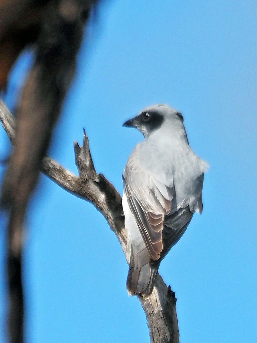 Oruguero Carinegro - ML644681305