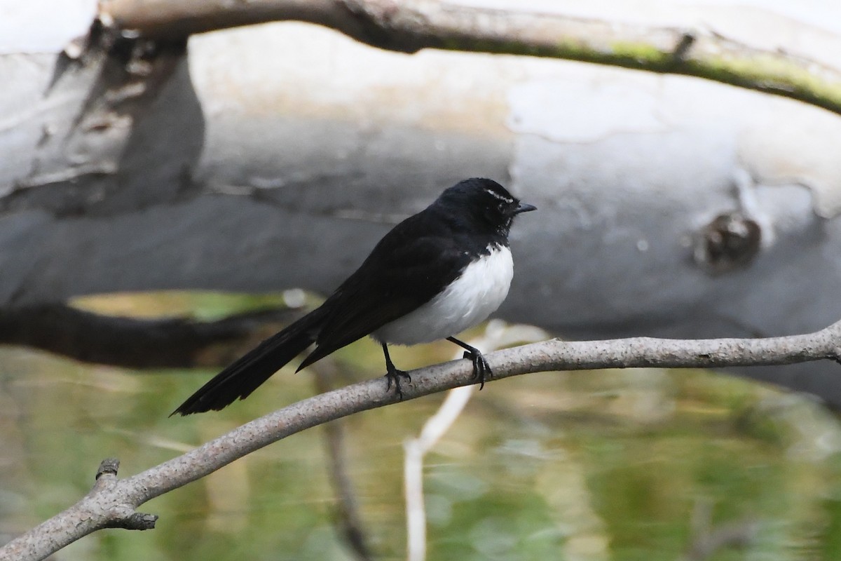 Abanico Lavandera - ML644681307