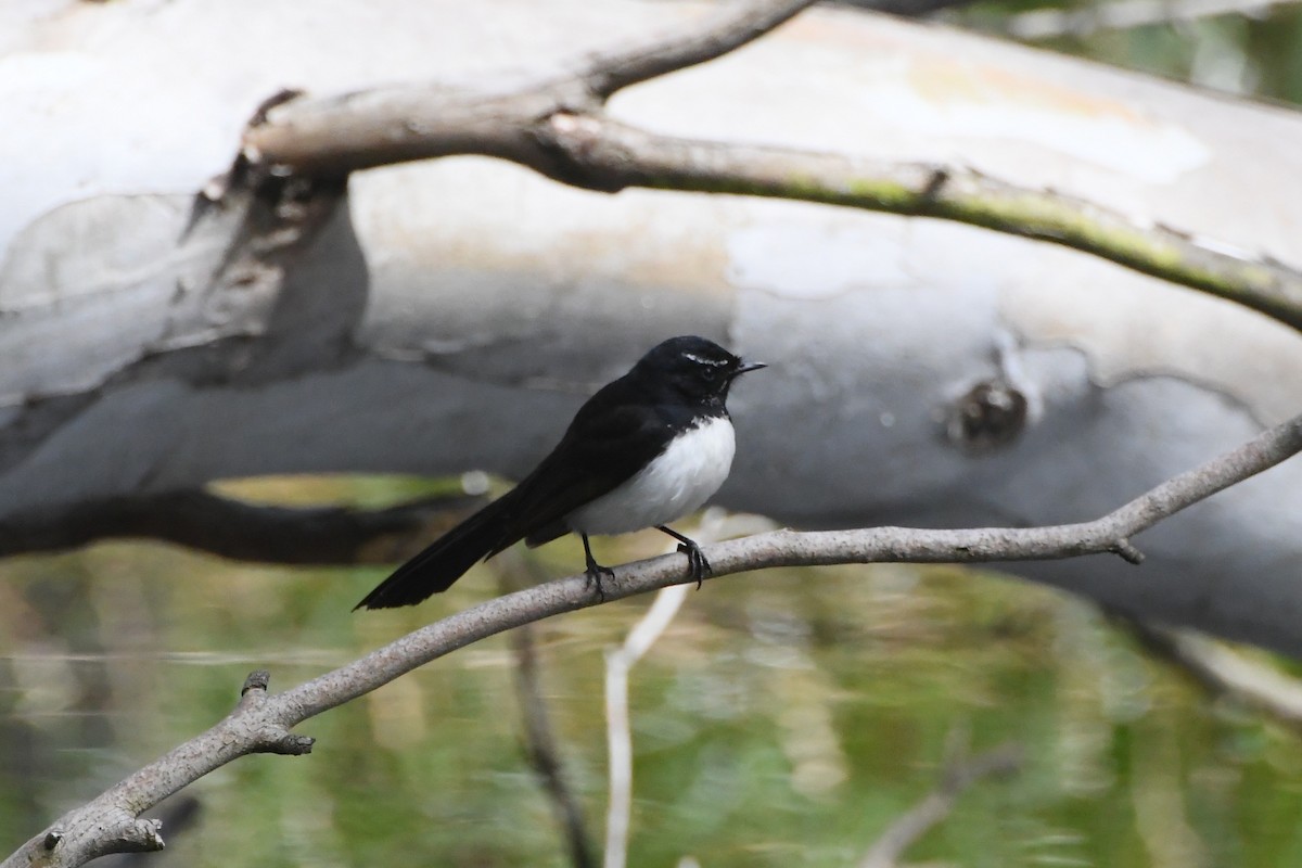 Abanico Lavandera - ML644681310