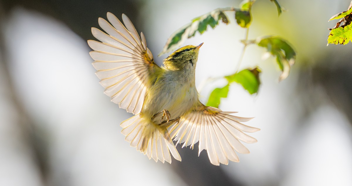 Pallas's Leaf Warbler - ML644681311