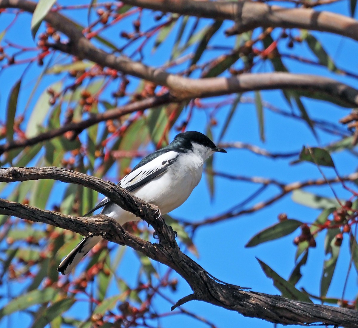 Oruguero Tricolor - ML644681313