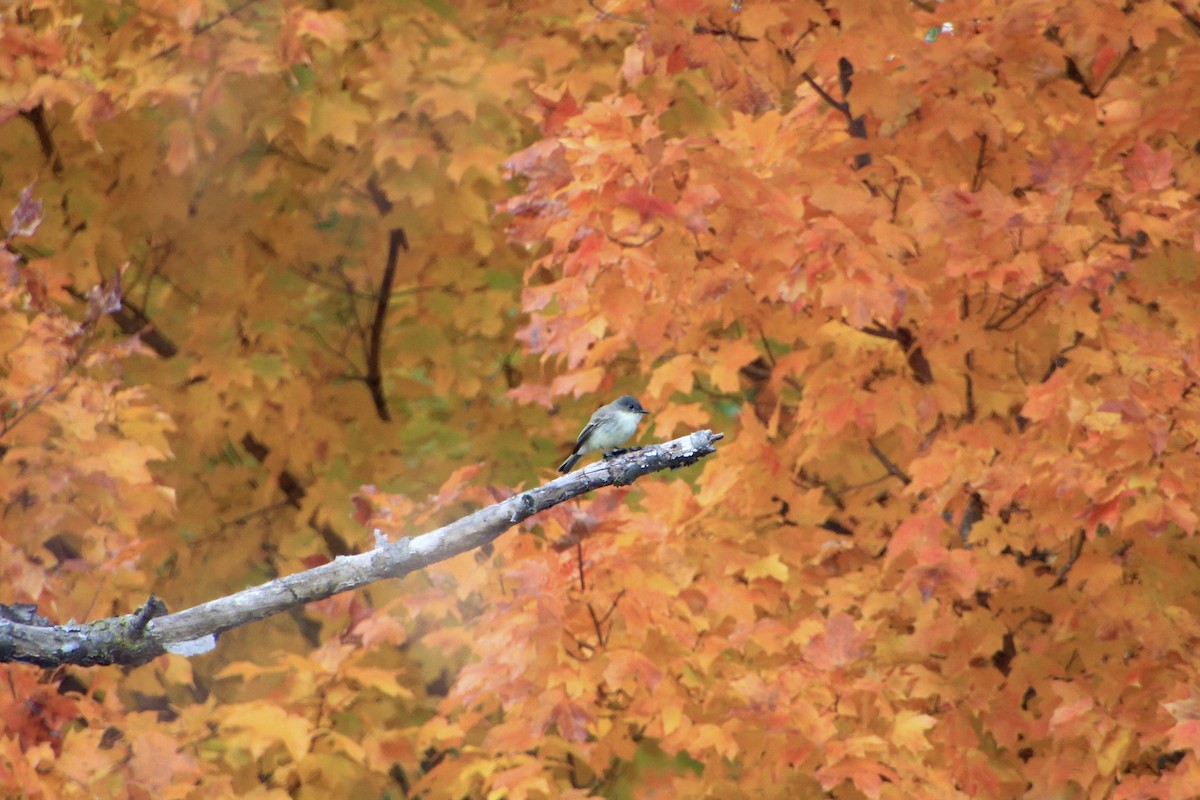 Eastern Phoebe - ML644681320