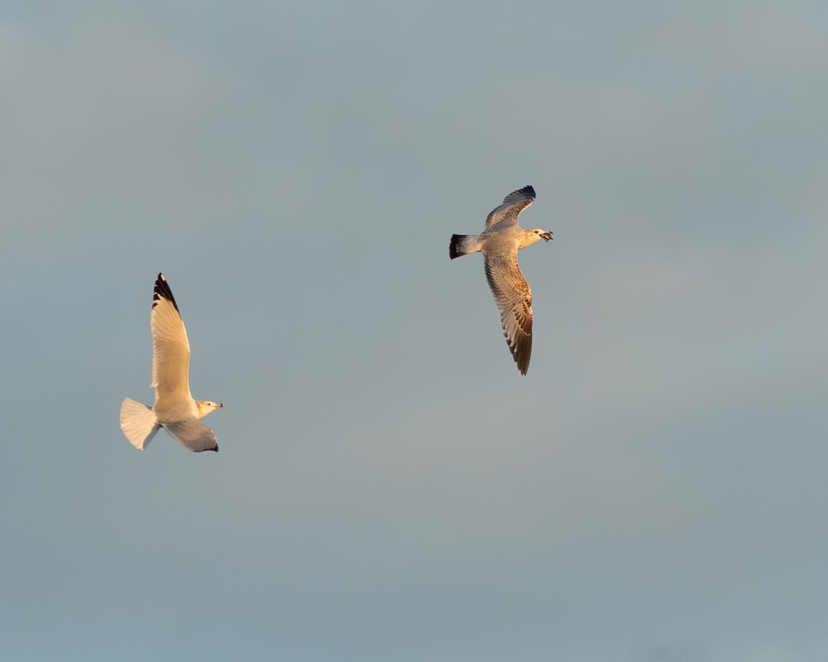 racek kroužkozobý - ML644681321