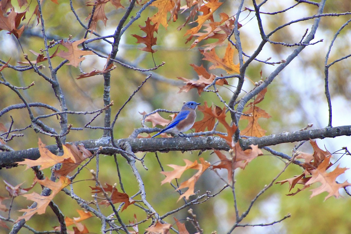 Eastern Bluebird - ML644681322