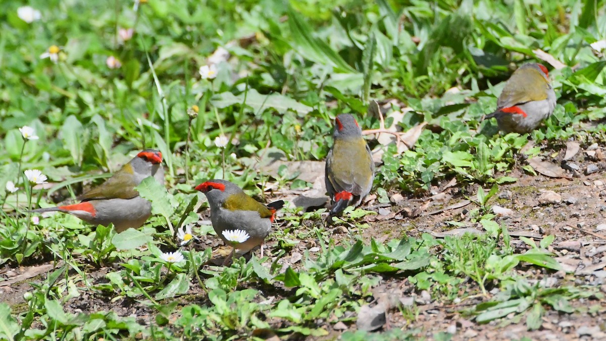 Diamante Cejirrojo - ML644681323