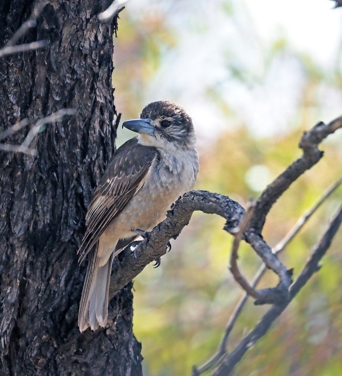 Verdugo Acollarado - ML644681324