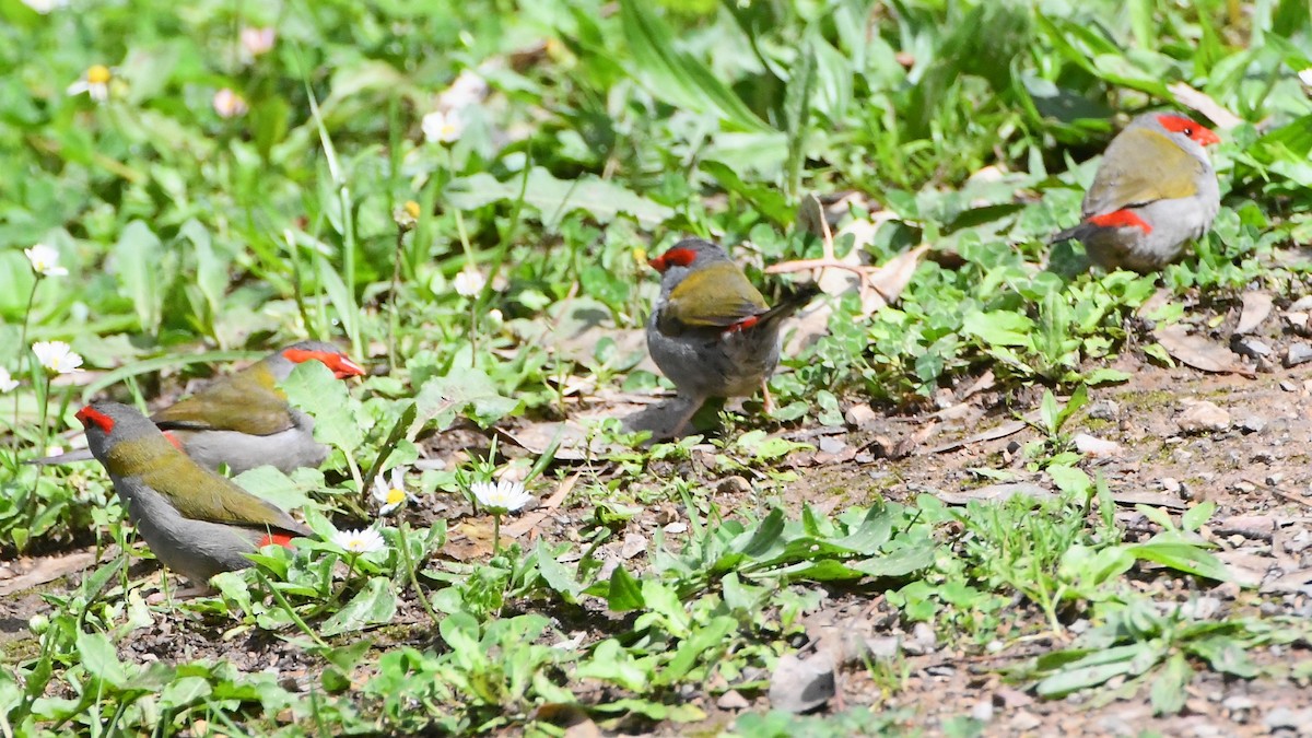 Diamante Cejirrojo - ML644681325