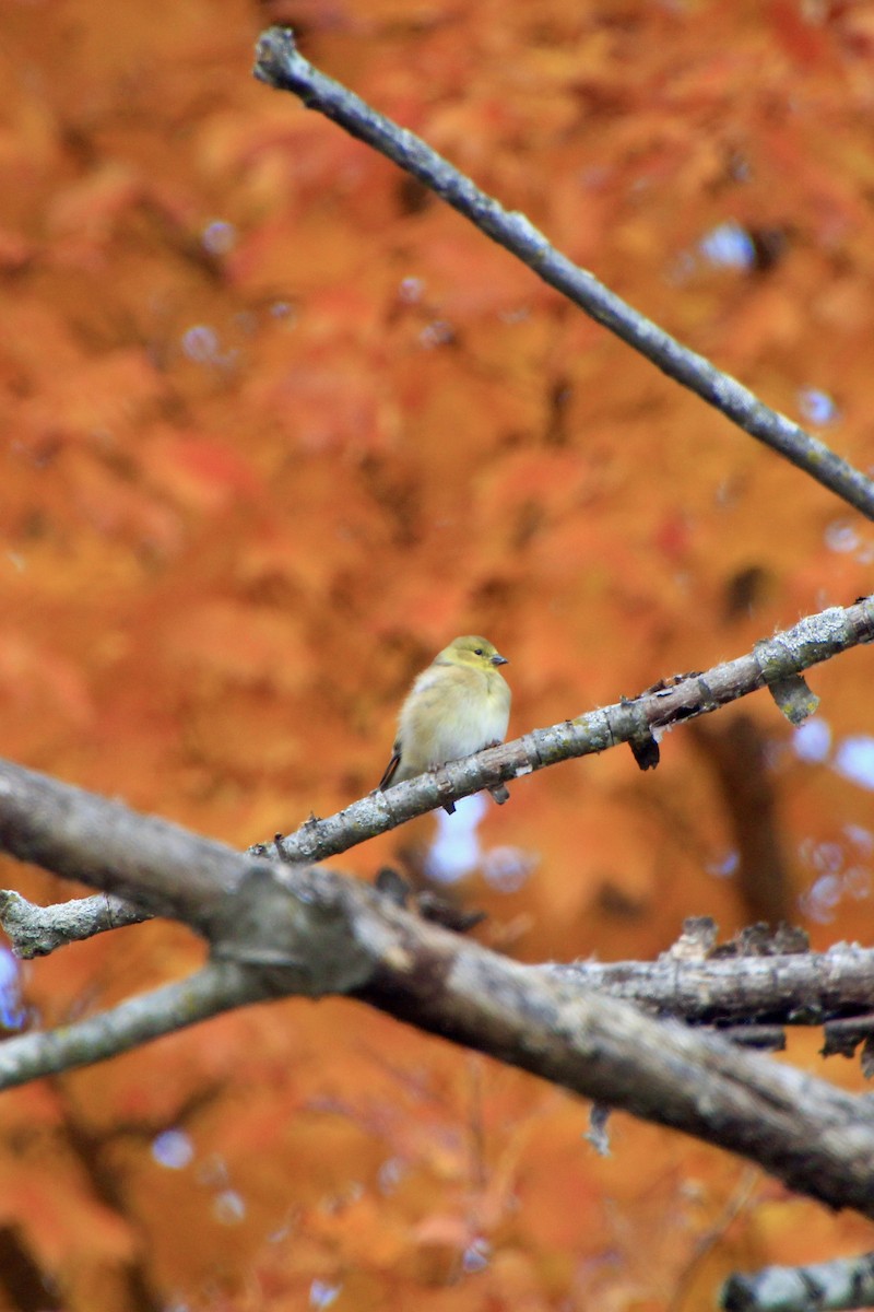 American Goldfinch - ML644681326