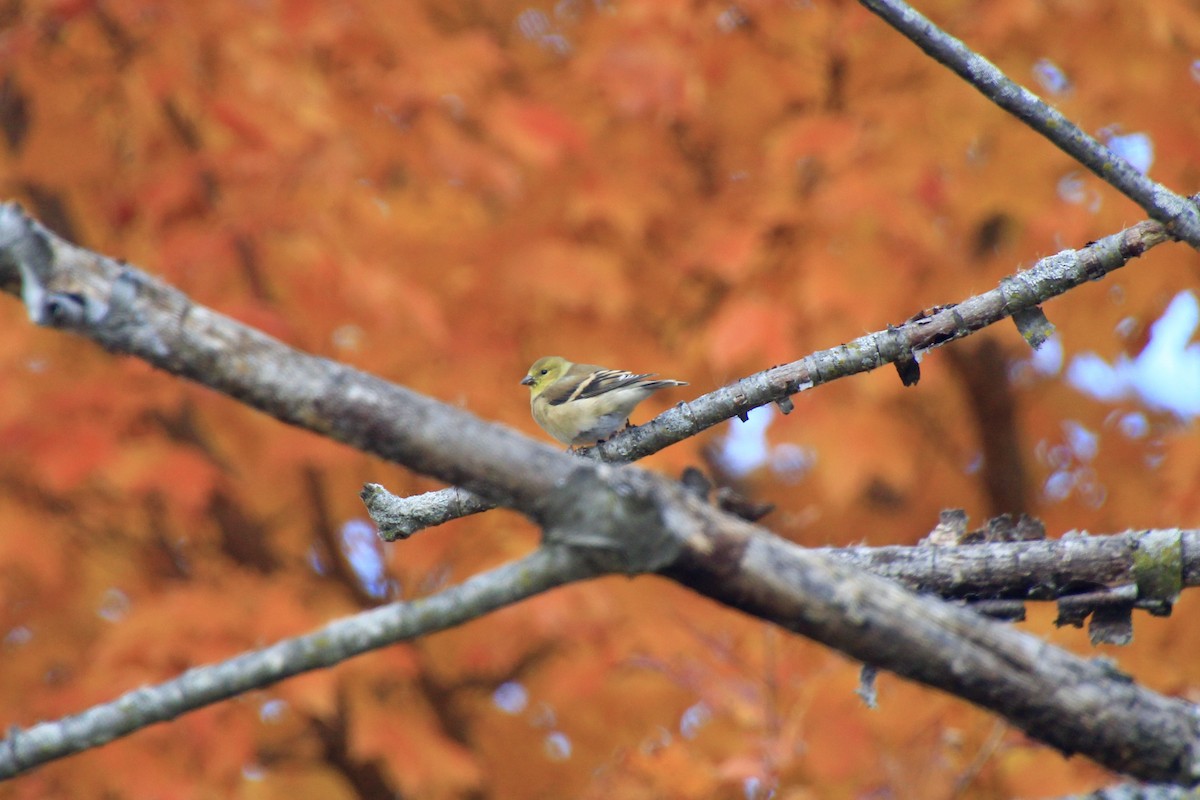 American Goldfinch - ML644681327