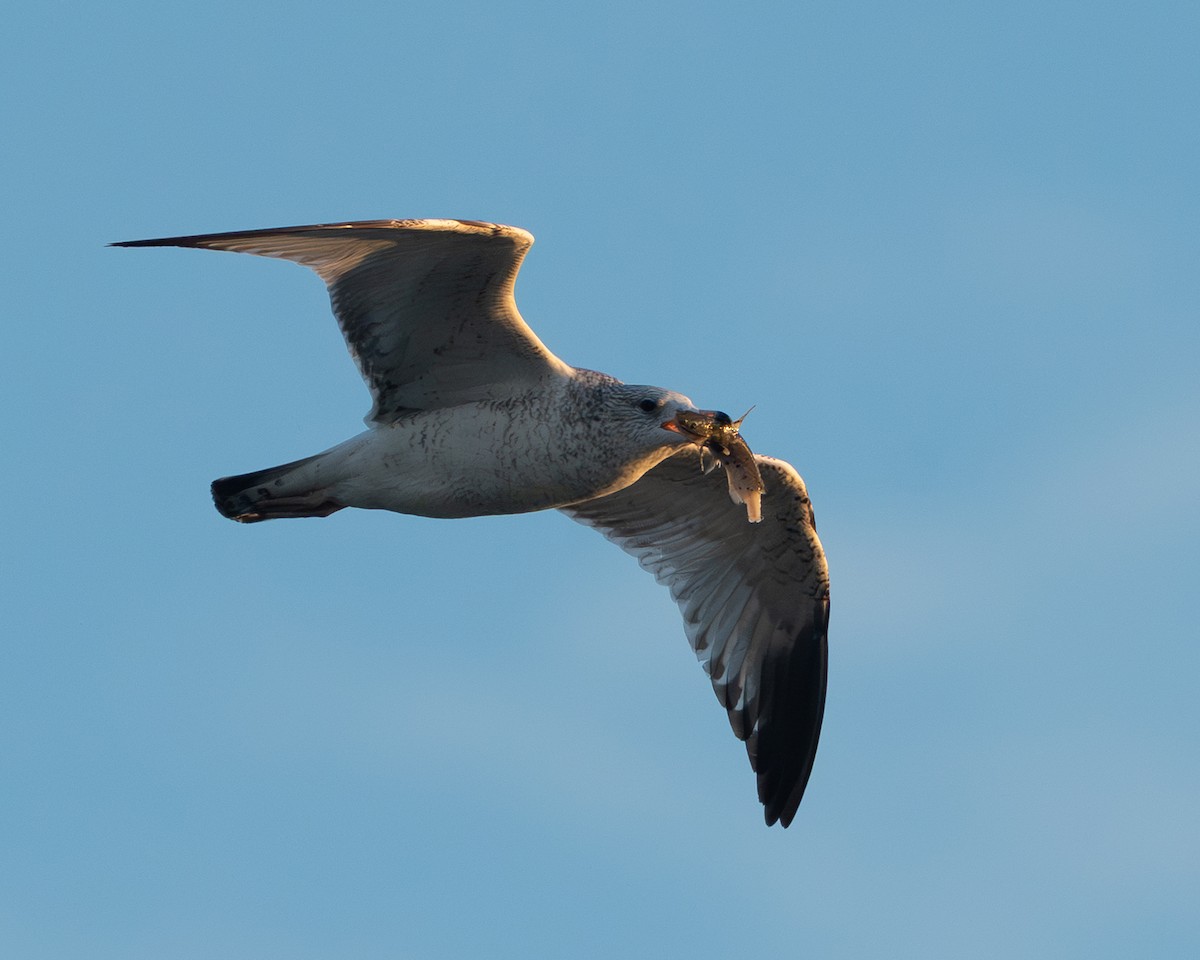 Gavina americana - ML644681328