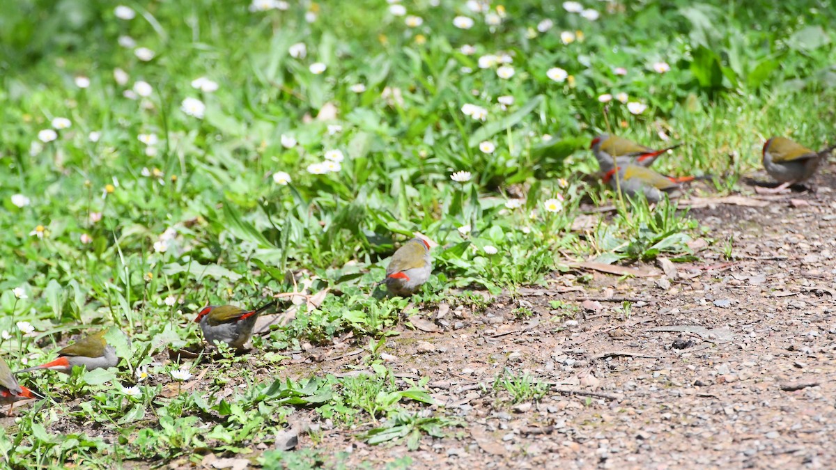 Diamante Cejirrojo - ML644681329