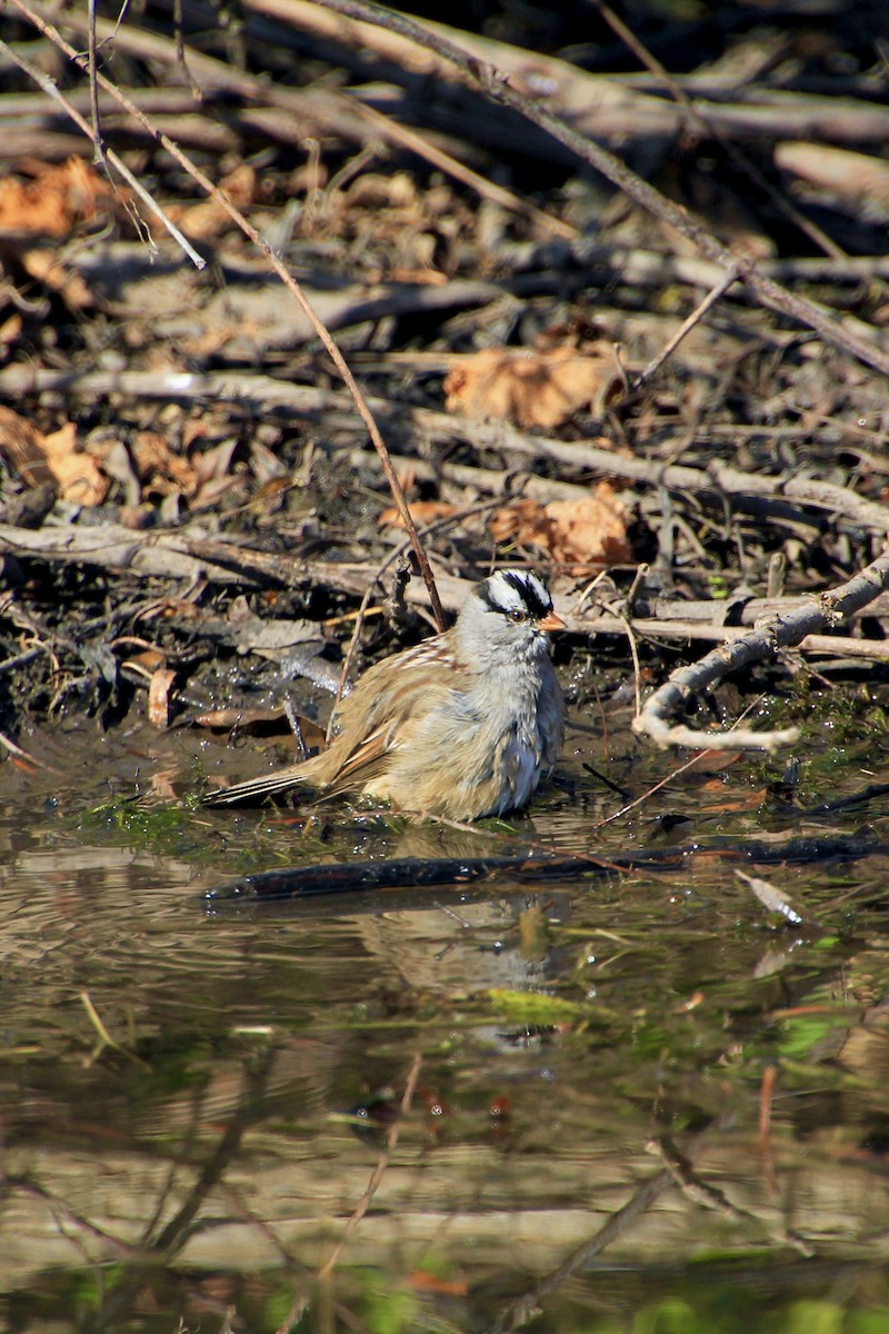 White-crowned Sparrow - ML644681330