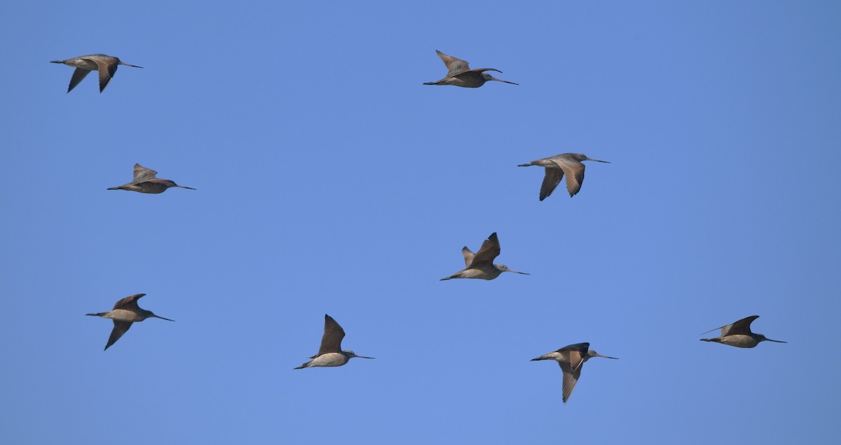 Marbled Godwit - ML644681331