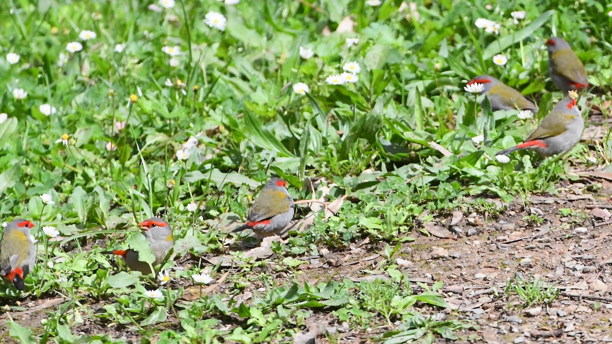 Diamante Cejirrojo - ML644681332