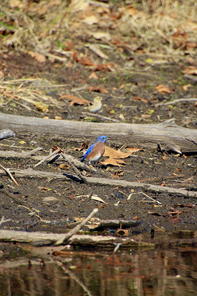 Eastern Bluebird - ML644681333