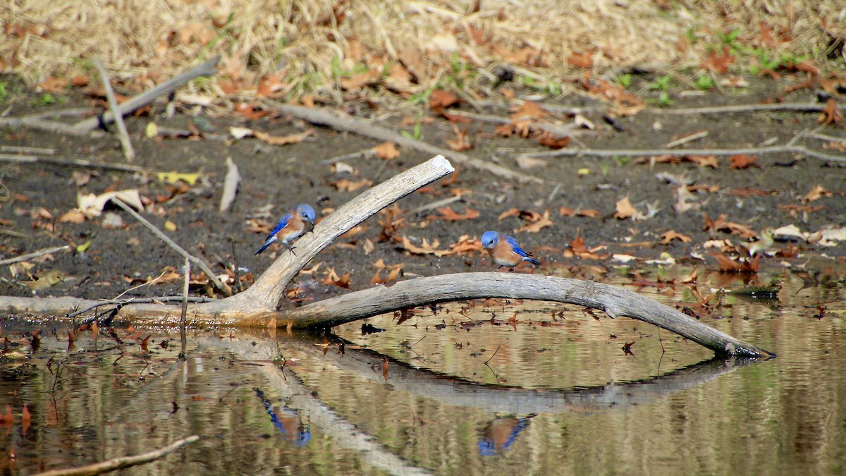 Eastern Bluebird - ML644681334