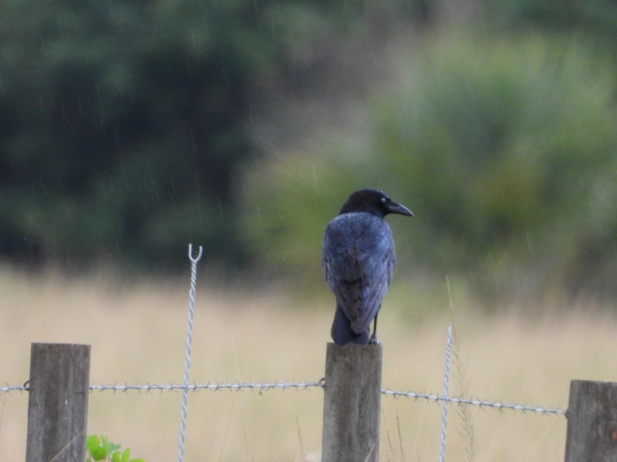 American Crow - ML644681335