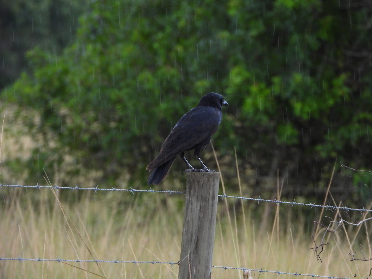 American Crow - ML644681338