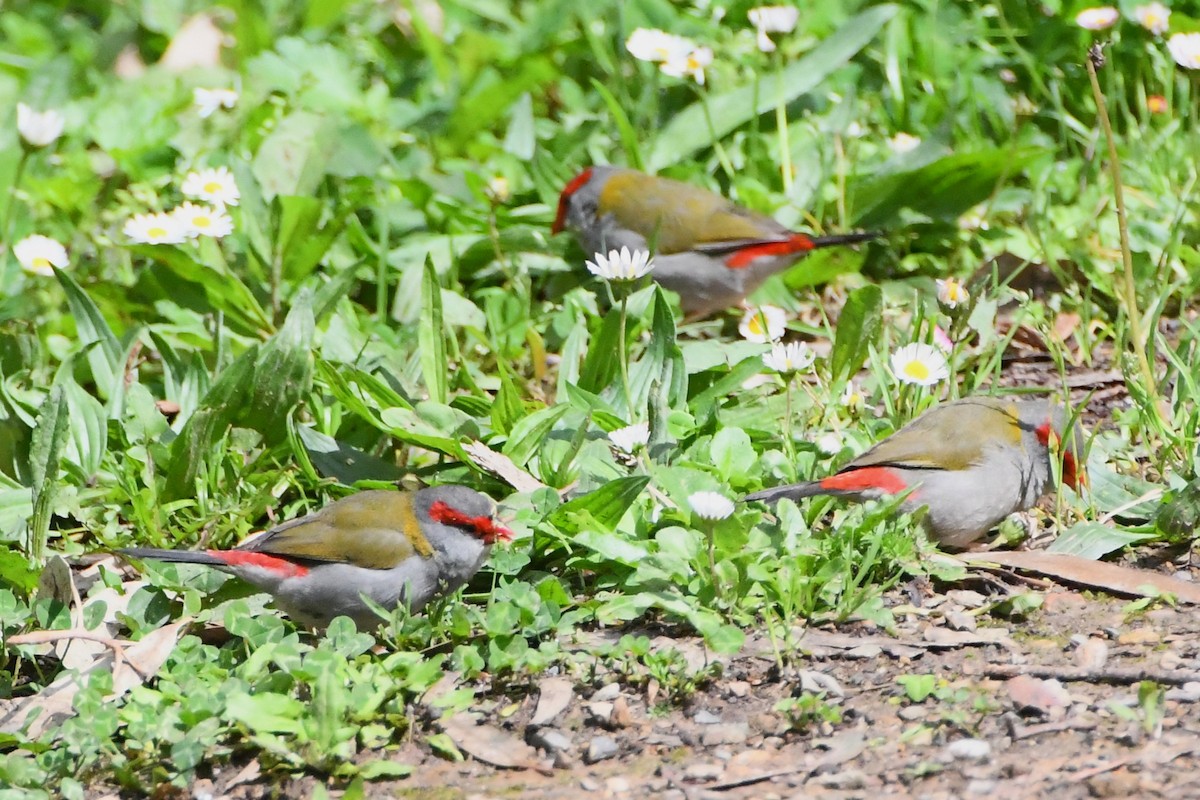 Diamante Cejirrojo - ML644681339