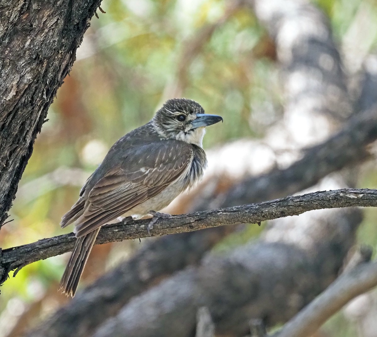Verdugo Acollarado - ML644681340