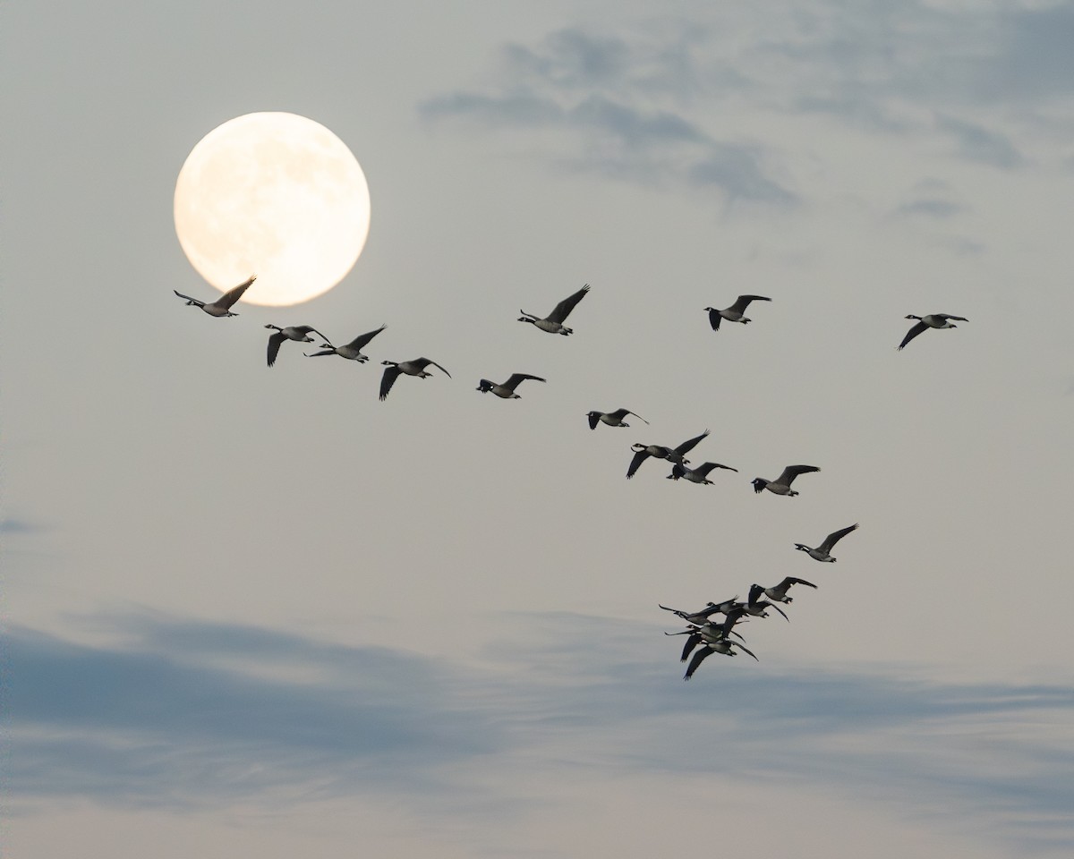 Oca canadese maggiore - ML644681341