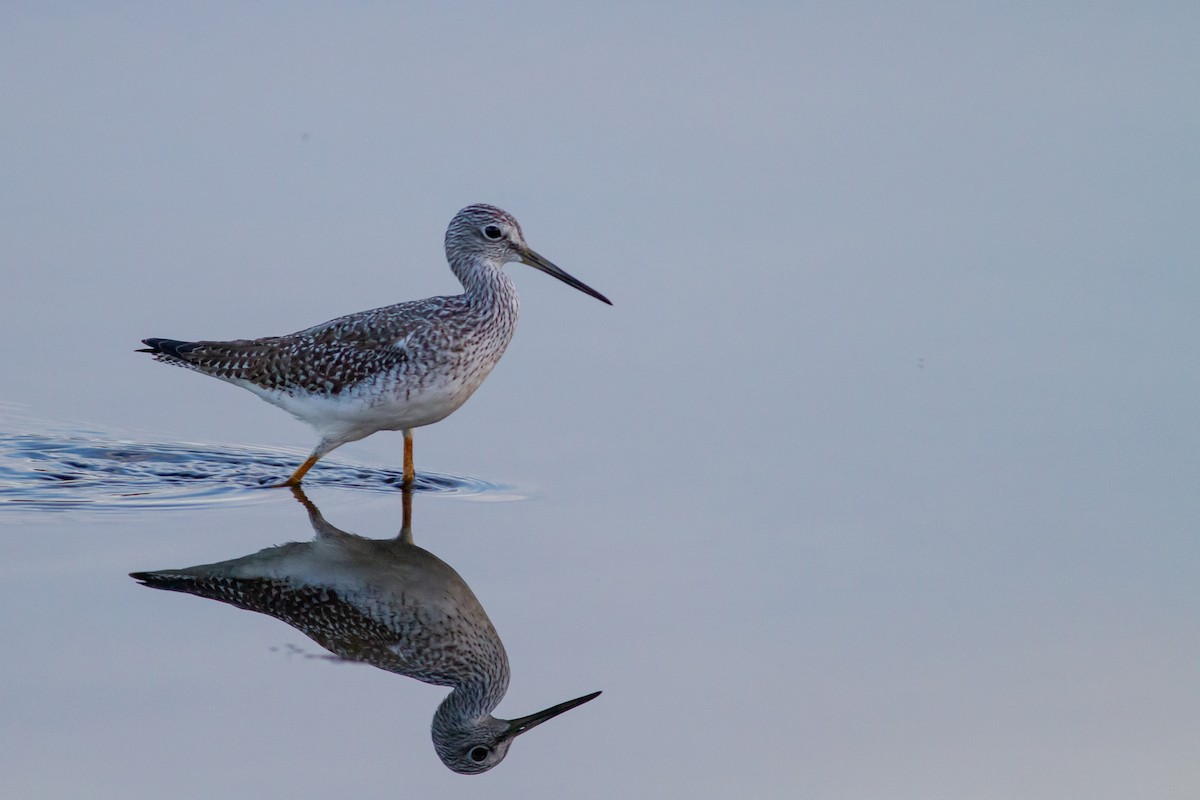 Greater Yellowlegs - ML644681342