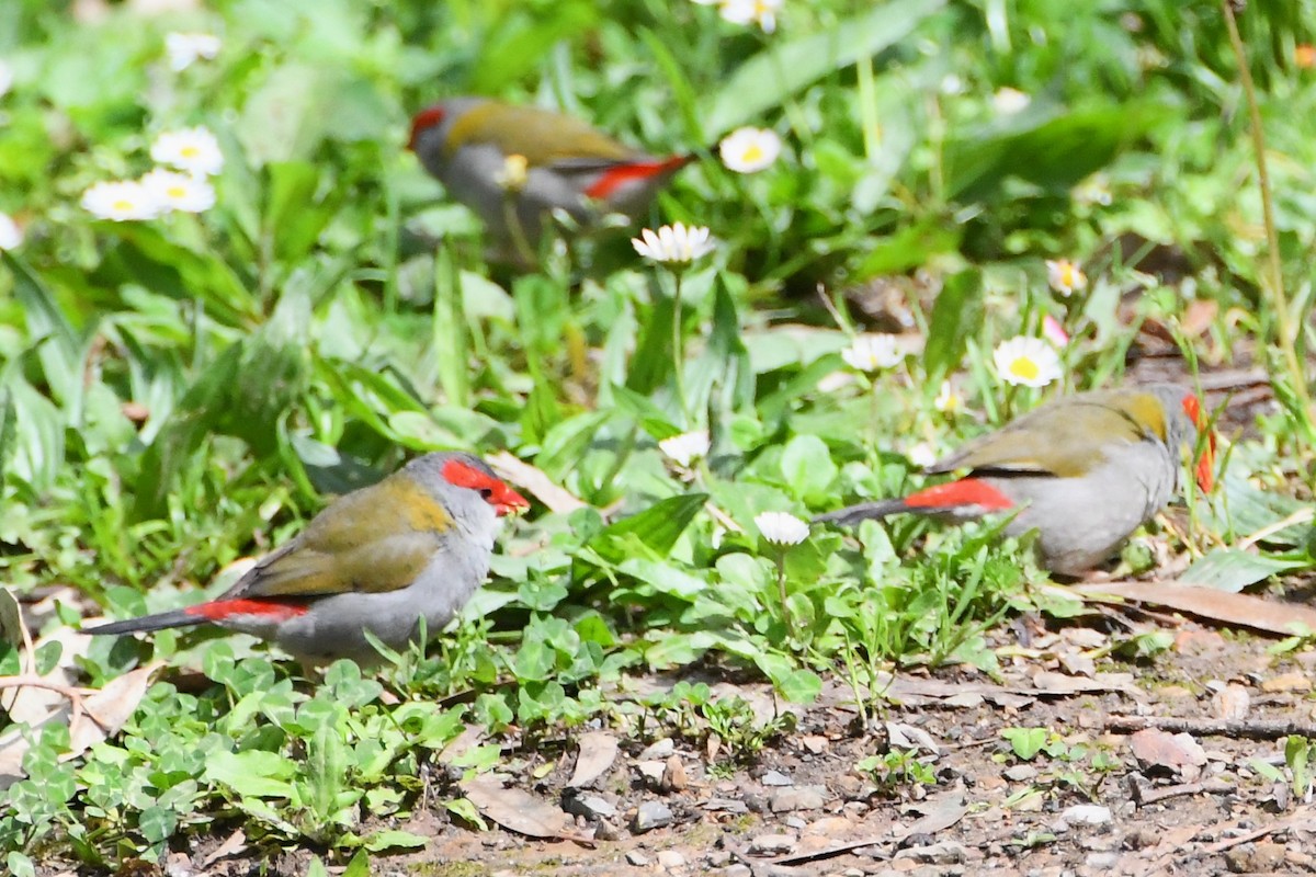 Diamante Cejirrojo - ML644681343