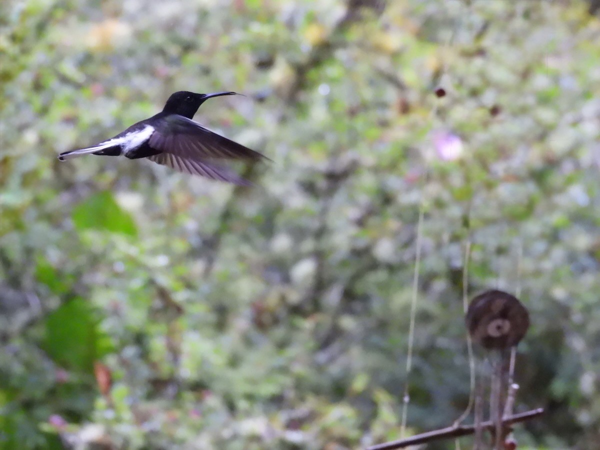 Black Jacobin - ML644681344