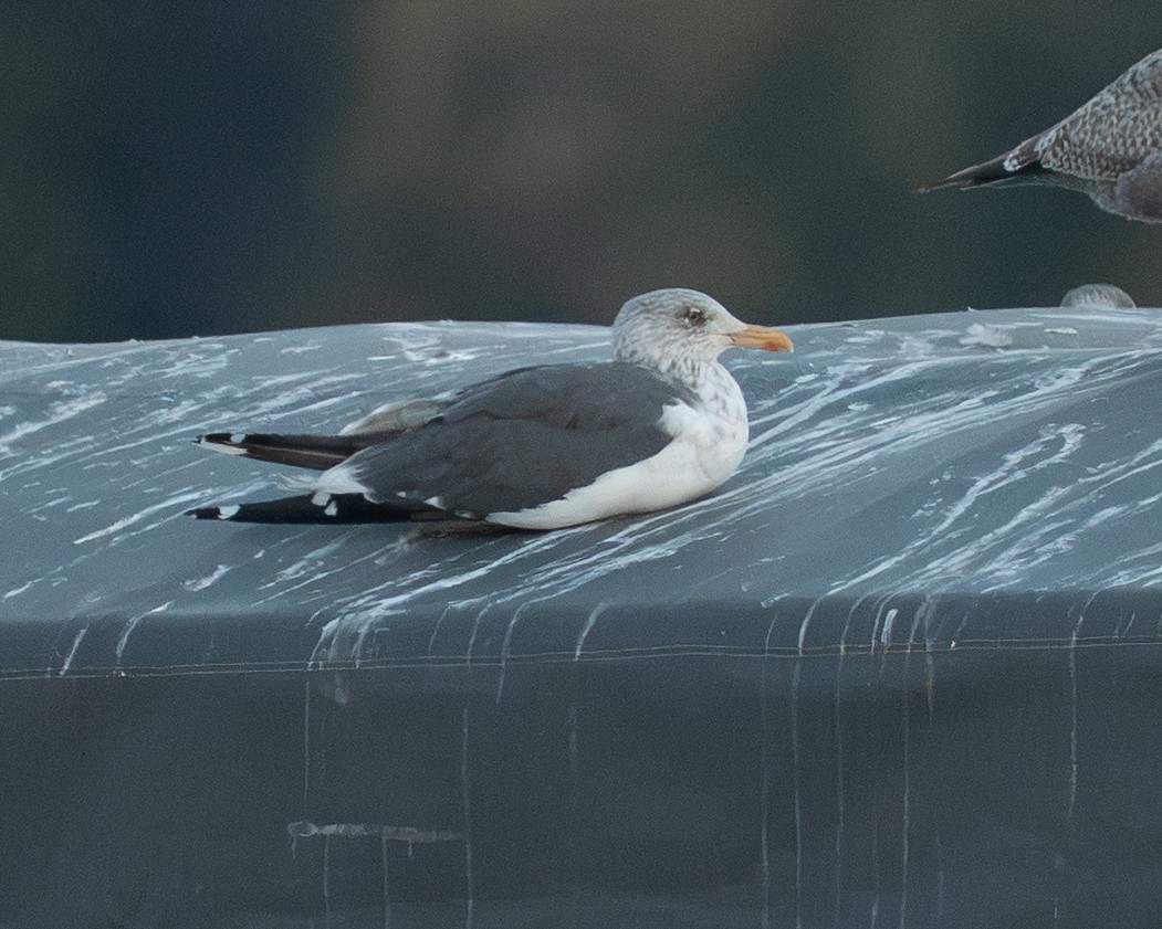 Gaviota Sombría - ML644681347