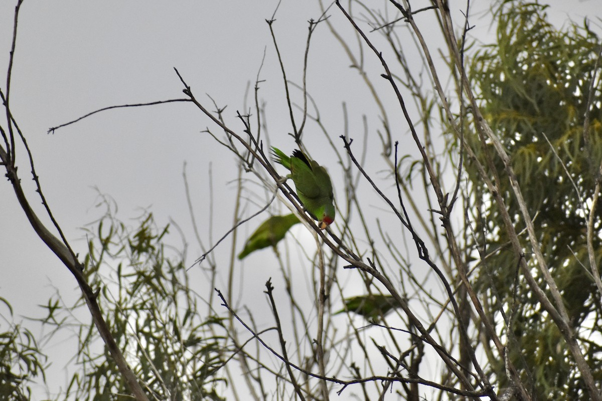 Red-crowned Amazon - ML644681349